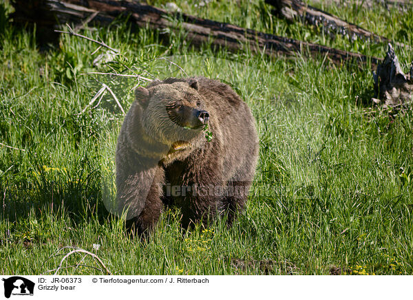 Grizzlybr / Grizzly bear / JR-06373