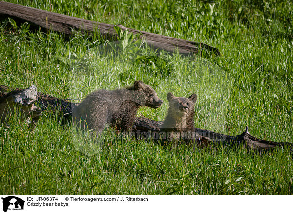 Grizzlybr Jungtiere / Grizzly bear babys / JR-06374