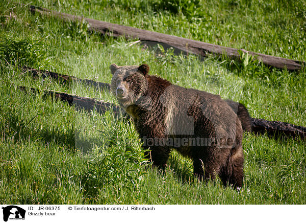 Grizzlybr / Grizzly bear / JR-06375