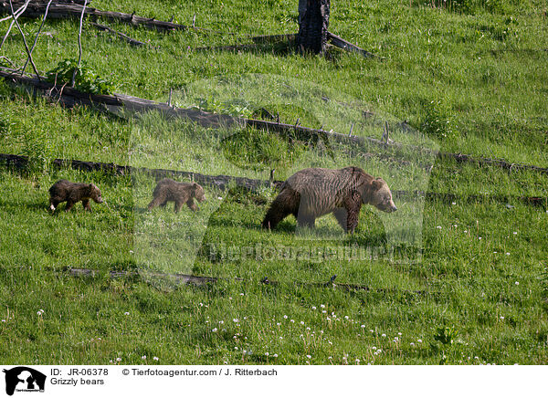 Grizzly bears / JR-06378