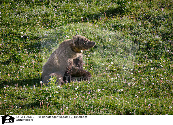 Grizzlybren / Grizzly bears / JR-06382
