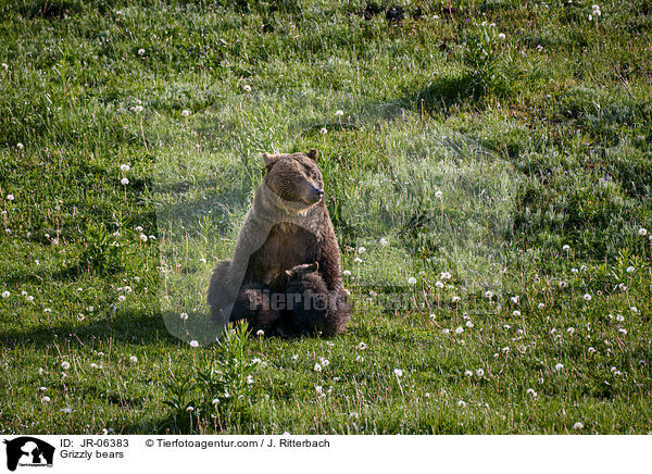 Grizzlybren / Grizzly bears / JR-06383