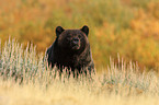 Grizzly bear