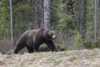 grizzly bear