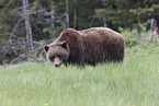 grizzly bear