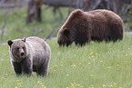 grizzly bear