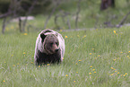 grizzly bear