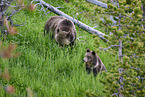 Grizzly bears