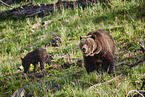 Grizzly bears