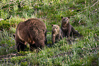 Grizzly bears