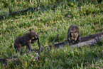 Grizzly bear babys