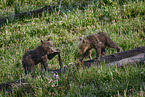 Grizzly bear babys