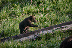 Grizzly bear baby