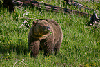 Grizzly bear