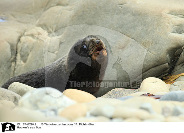 Hooker's sea lion / FF-02949