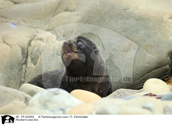 Neuseelndischer Seelwe / Hooker's sea lion / FF-02950