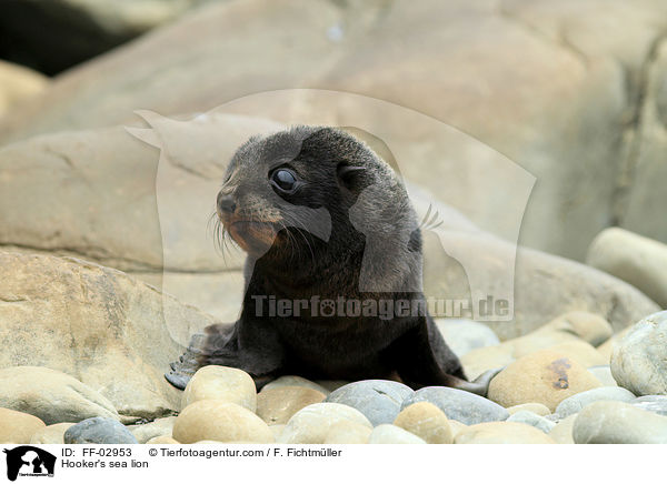 Neuseelndischer Seelwe / Hooker's sea lion / FF-02953