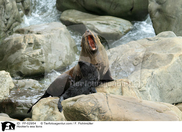 Hooker's sea lions / FF-02954