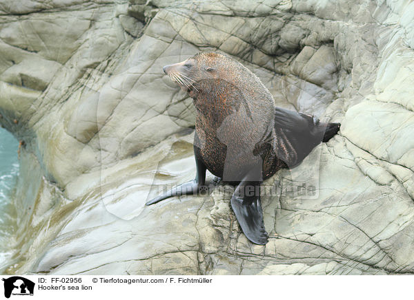 Neuseelndischer Seelwe / Hooker's sea lion / FF-02956