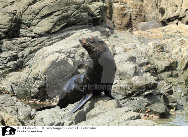 Neuseelndischer Seelwe / Hooker's sea lion / FF-02960