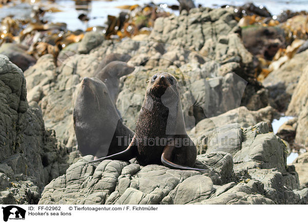 Hooker's sea lions / FF-02962