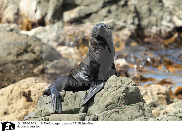 Neuseelndischer Seelwe / Hooker's sea lion / FF-02963