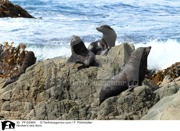 Hooker's sea lions / FF-02964