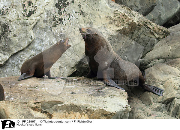 Hooker's sea lions / FF-02967