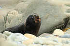 Hooker's sea lion