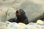 Hooker's sea lion