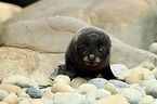 Hooker's sea lion