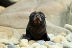 Hooker's sea lion