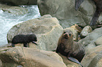 Hooker's sea lions