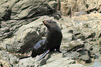 Hooker's sea lion