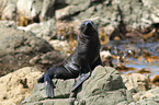 Hooker's sea lion