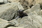 Hooker's sea lion