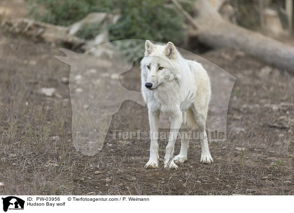 Hudson Bay wolf / PW-03956