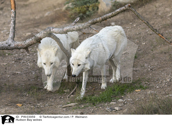 Hudson Bay wolves / PW-03959