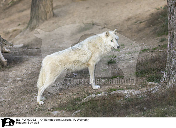 Hudson Bay wolf / PW-03962