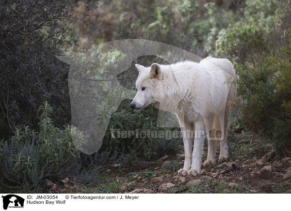 Kanadischer Wolf / Hudson Bay Wolf / JM-03054