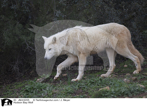 Kanadischer Wolf / Hudson Bay Wolf / JM-03055