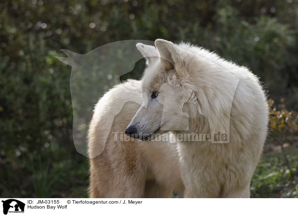 Kanadischer Wolf / Hudson Bay Wolf / JM-03155