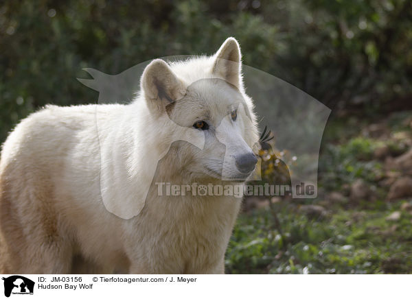Kanadischer Wolf / Hudson Bay Wolf / JM-03156