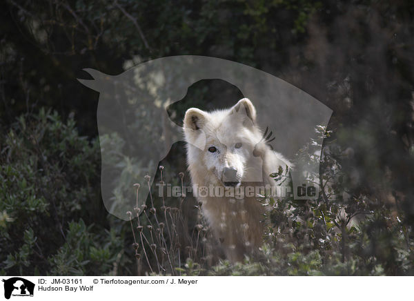 Kanadischer Wolf / Hudson Bay Wolf / JM-03161