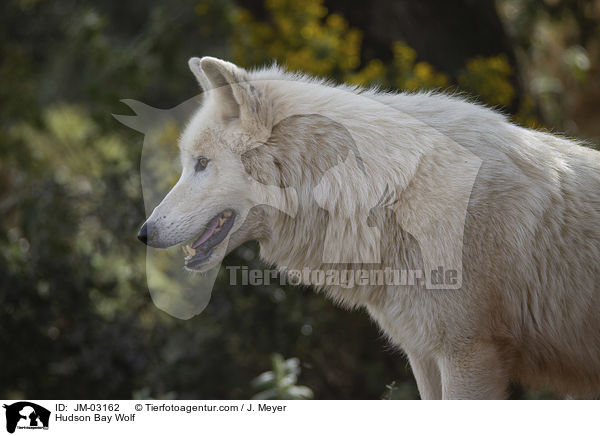 Kanadischer Wolf / Hudson Bay Wolf / JM-03162