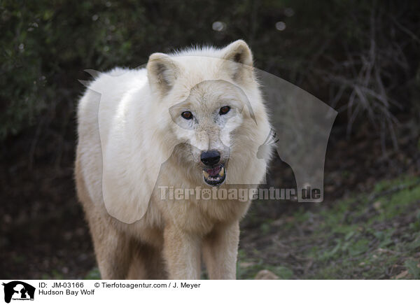 Kanadischer Wolf / Hudson Bay Wolf / JM-03166