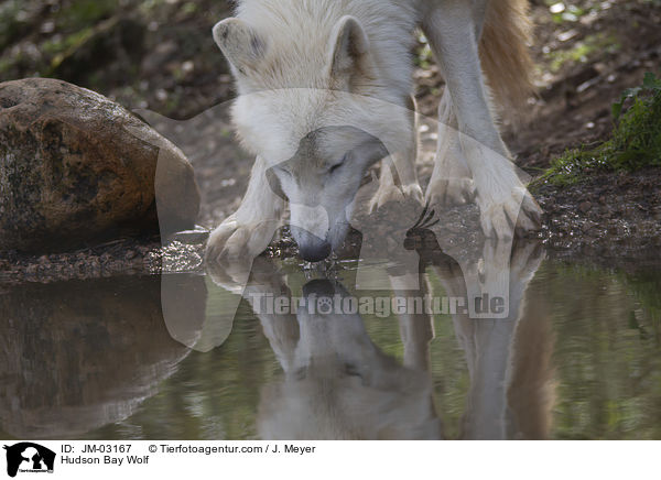 Kanadischer Wolf / Hudson Bay Wolf / JM-03167