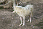 Hudson Bay wolf