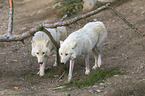 Hudson Bay wolves