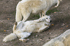 Hudson Bay wolves